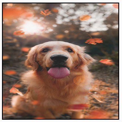 一张纵向图片被扭曲，以完全填满方形框架，从而拉伸了图片。