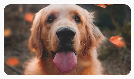 Un&#39;immagine quadrata di un cane, trasformata in proporzioni 16:9, che la rendono più larga e più corta.