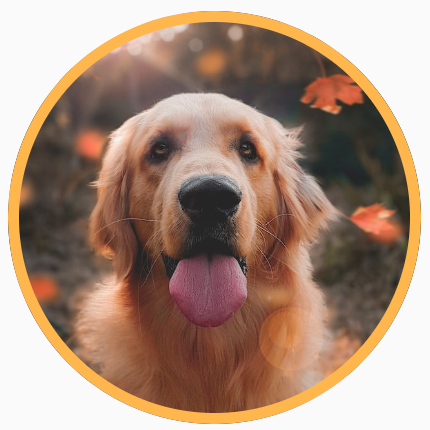 Imagen cuadrada de un perro recortada en un círculo, con un borde amarillo alrededor de la forma circular.