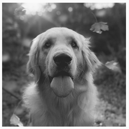 白黒フィルタが適用され、すべての彩度が取り除かれた犬。