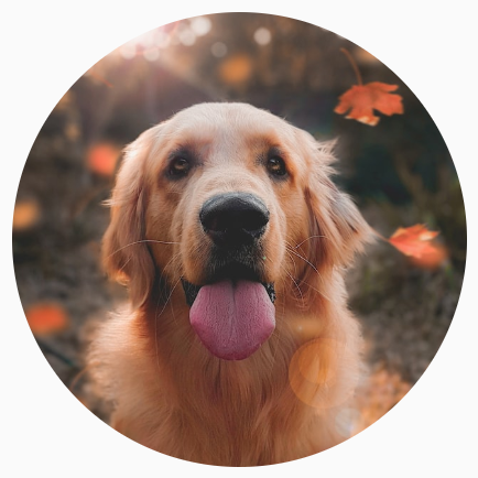 Image d'un chien découpée en cercle parfait.