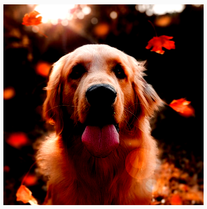 Un cane con luminosità e contrasto aumentati, che lo rendono più vivido.