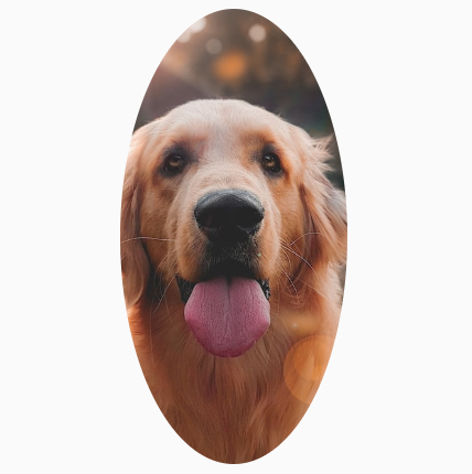 A square image of a dog clipped into a custom, oval shape.