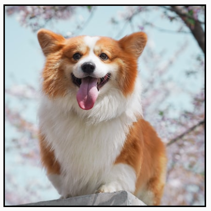 一张横向图片，最初大于其方形边界，以原始尺寸显示，部分内容延伸到帧的左侧和右侧之外。