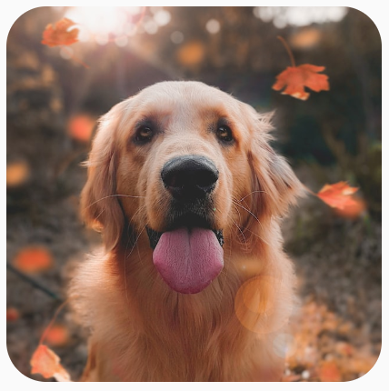 Un&#39;immagine quadrata di un cane ritagliata con angoli arrotondati.