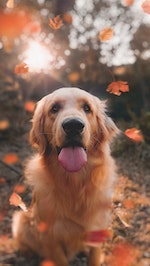 La fuente del retrato, que muestra un perro.